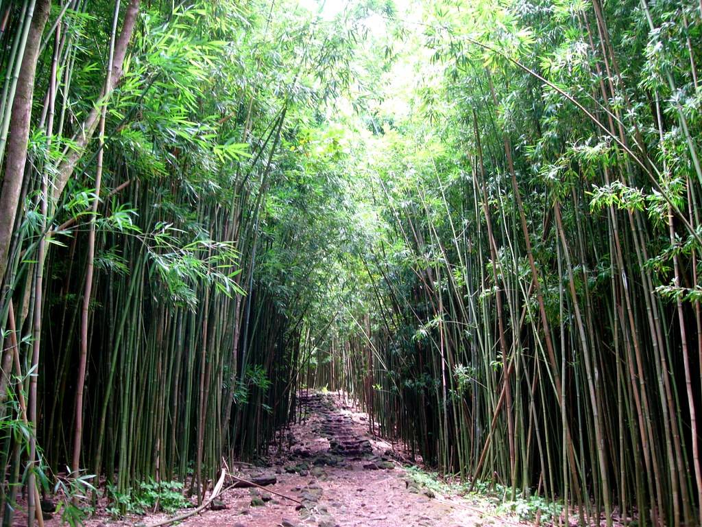 Bamboo forest trail near Hana, Maui