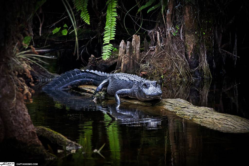 Grumpy Alligator on Log at Loop Road Everglades Florida
