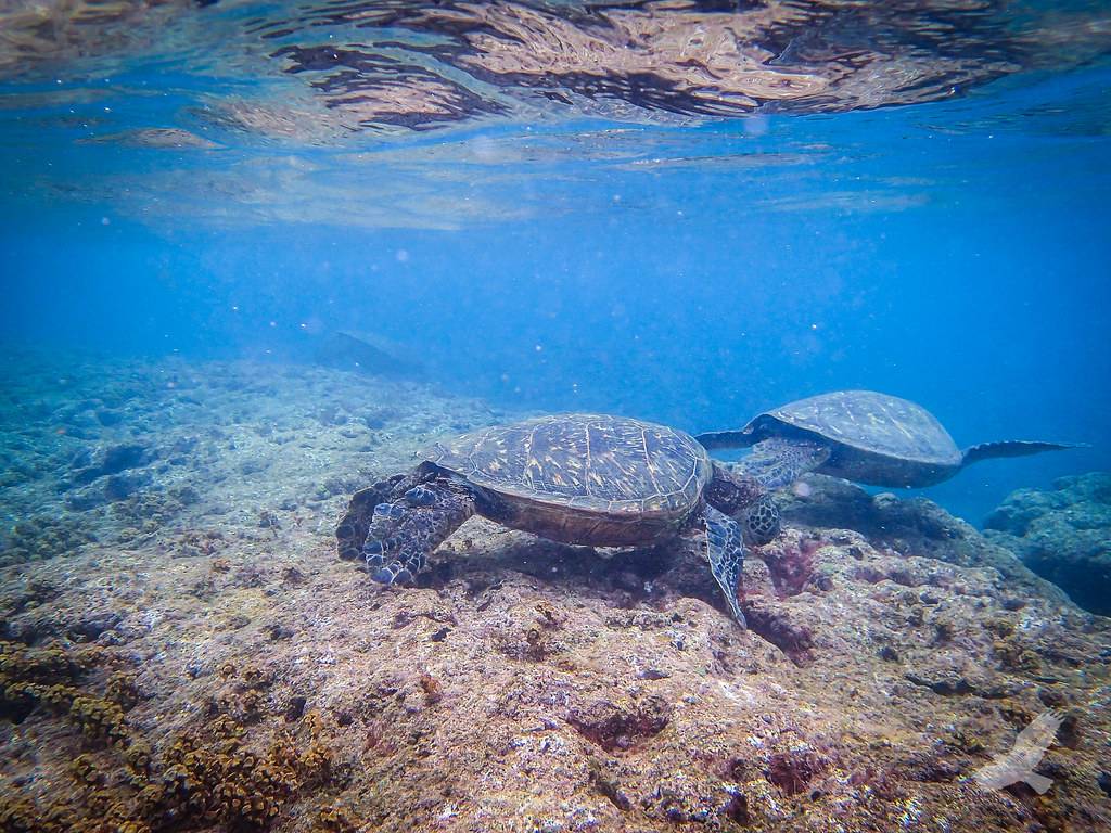Sea Turtles Molokai