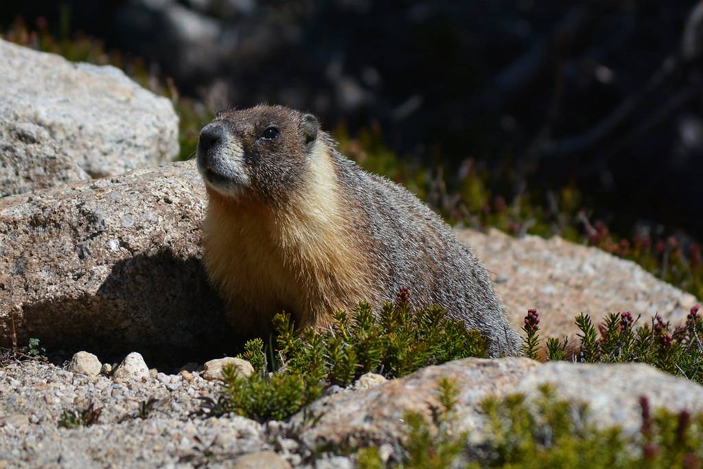 A marmot. Yosemite National Park, California