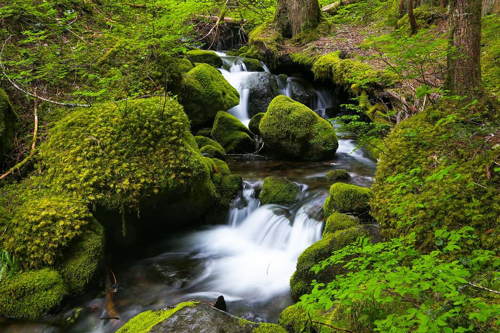 Spring Green, Mount Rainier National Park