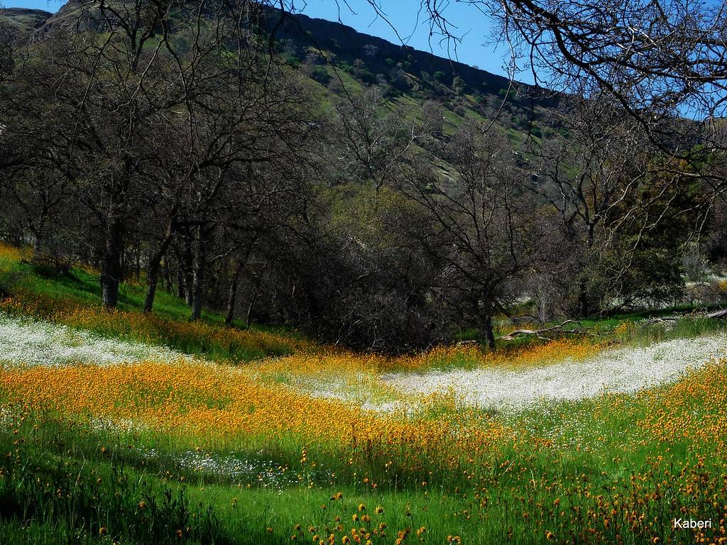 Wildflowers at the foothills of Sierra Nevada Mountains